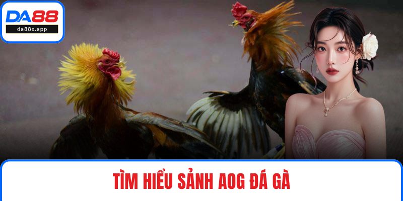 AOG Đá Gà - Trải Nghiệm Những Trận Đấu Kịch Tính Tại DA88 Tìm hiểu sảnh AOG Đá Gà